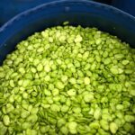 Frozen green broad beans