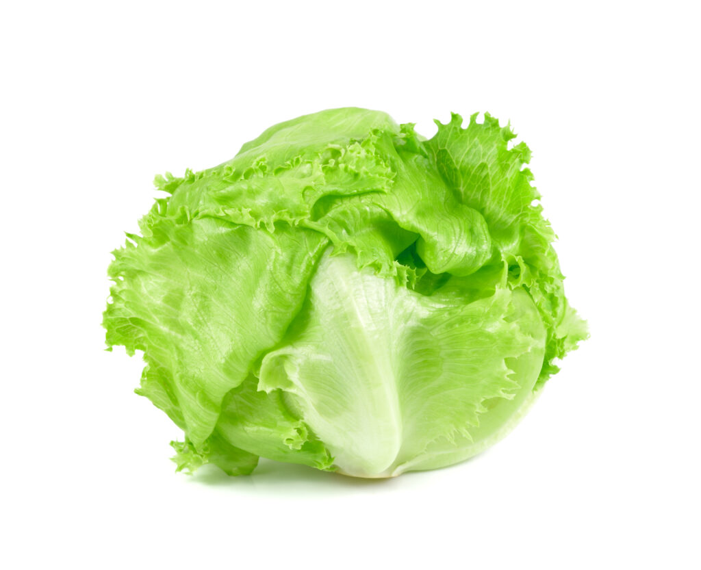 Egyptian Iceberg Lettuce