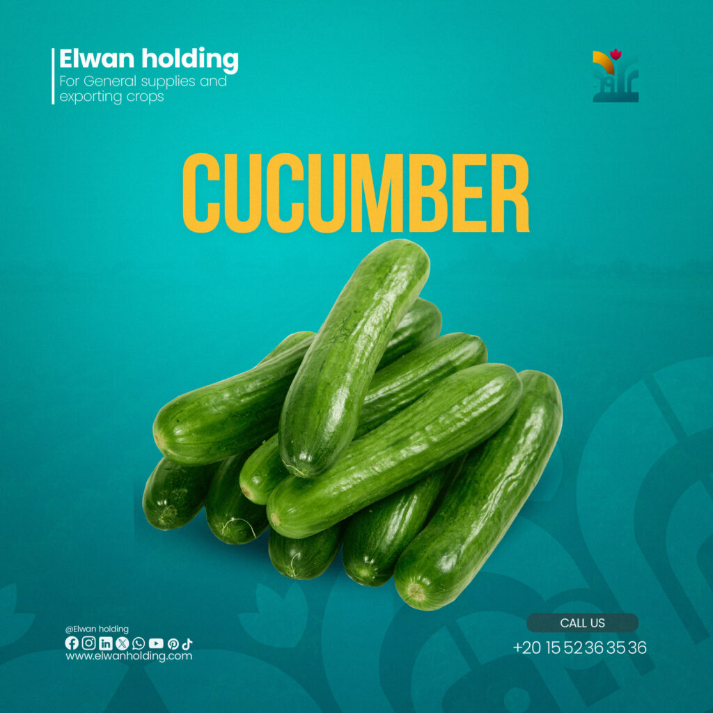 Cucumber