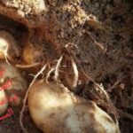 Potatoes