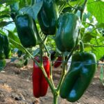 Capsicum