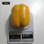 Capsicum