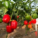 Capsicum