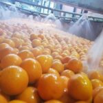 Oranges