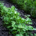 Parsley