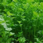 Parsley