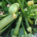Zucchini
